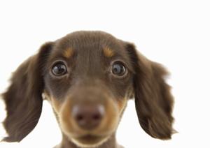 旭川市大町に位置する緑の森どうぶつ病院大町病院：地域密着の総合動物医療センター