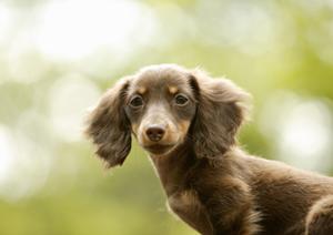 猫の健康維持のための療法食とは
