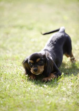 ペットタクシー利用ガイド:安心・安全な移動と明確な料金体系を徹底解説