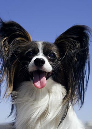 犬用の木製玩具ならこちらがおすすめ