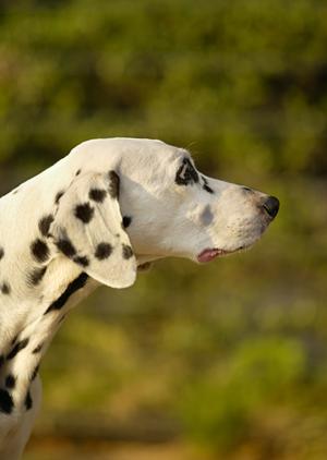 愛猫の健康を守る！ロイヤルカナンの療法食を徹底解説するガイド