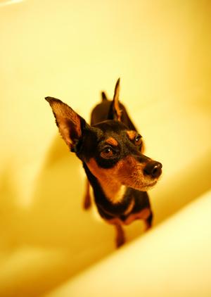 ワンちゃんの健康と無添加ドッグフード