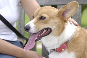 望月ドッグスタジアムの購入の流れは