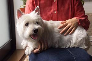 大阪の猫シャンプーサービス徹底ガイド！信頼できるサロンとケア方法を紹介