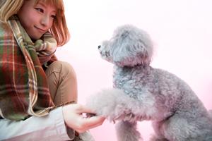 高額手術に困らないためのペット保険