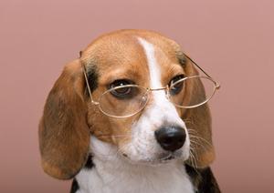 緑の森どうぶつ病院：自然と温もりに包まれた地域密着型ペット病院の全貌