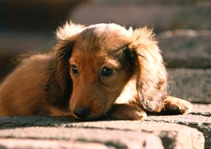 歯科診療が充実している動物病院です