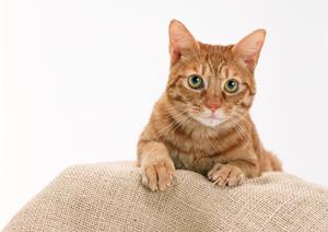 ペットと安心して引越しするための安いサービスガイド