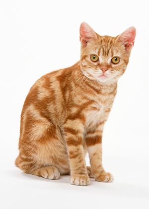 救急外来を備える武蔵野市の動物病院