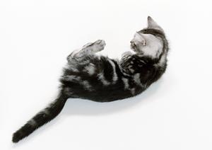 東京でペットを預けたいとお考えなら