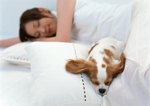 幅広い年齢の犬に使えるトリートメント