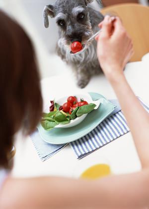 猫のブリーダーならキャットファーム大谷で